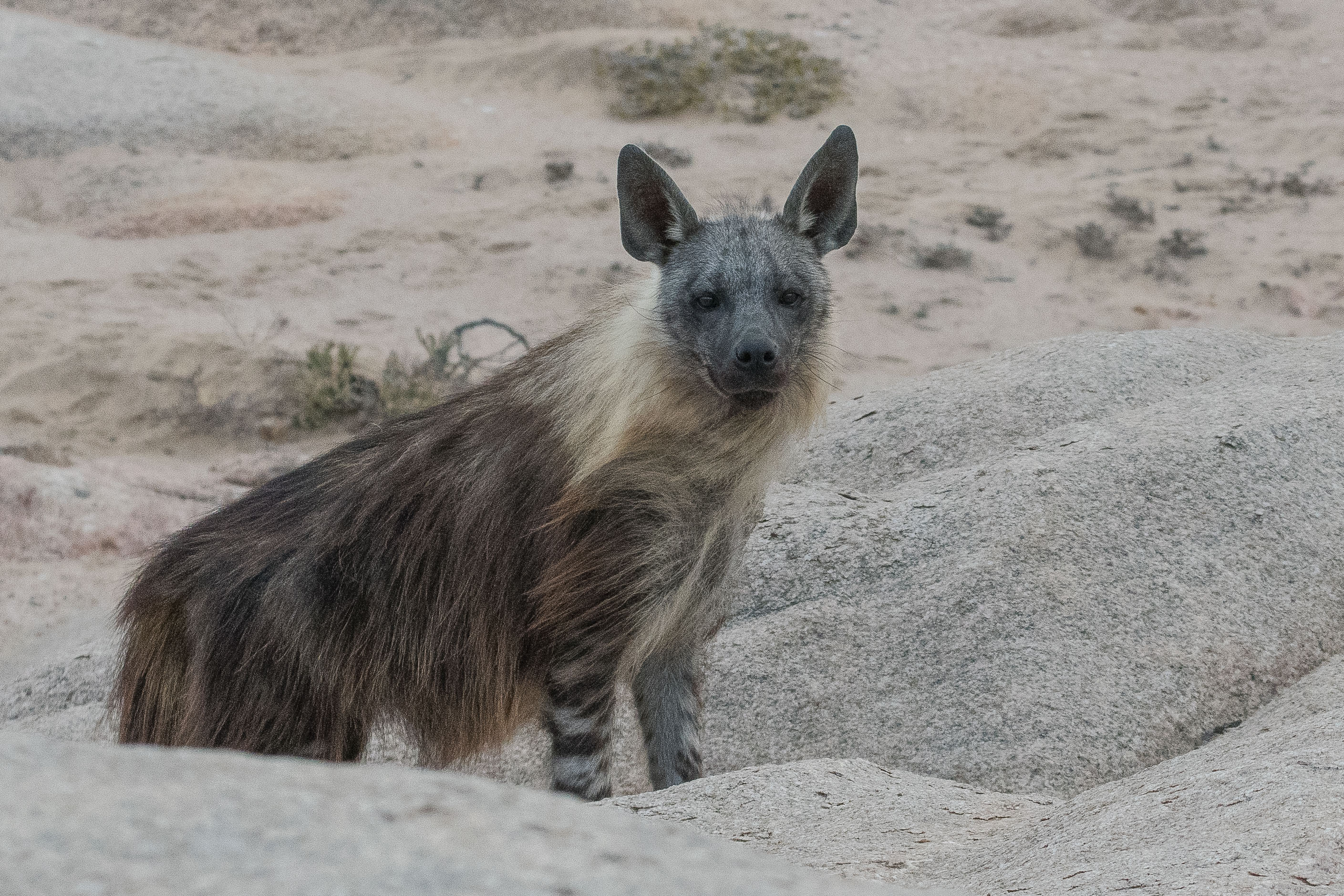 Hyène brune (Brown hyena, Parahyaena brunnea) sortant de son terrier, Möve Bay, Parc National de la Côte des Squelettes, Namibie.